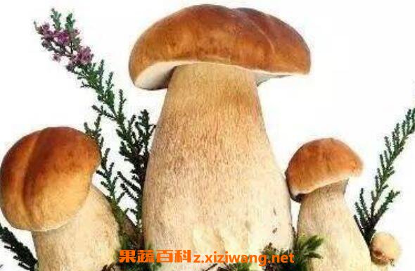 Ұ�����Ĺ�Ч������ ��Ұ�����ĺô�����Щ