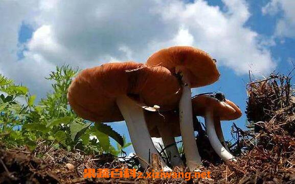 Ұ�����Ĺ�Ч������ ��Ұ�����ĺô�����Щ
