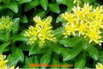 �����߲ݵĹ�Ч������ �����߲ݵ�ҩ�ü�ֵ