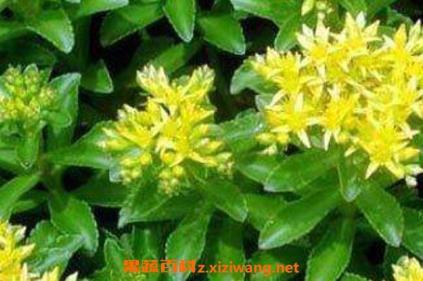 �����߲ݵĹ�Ч������