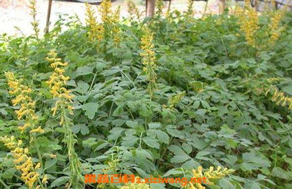�һ����Ĺ�Ч������ �һ����ĳԷ�