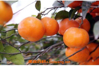 ���Ƥ�������빦Ч ���Ƥ��ҩ�ü�ֵ