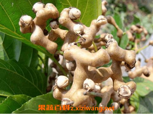 ��צ����Ƥ