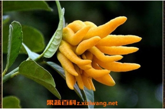 ���̴ָ�¶�Ĺ�Ч������ ���̴ָ�¶����;����
