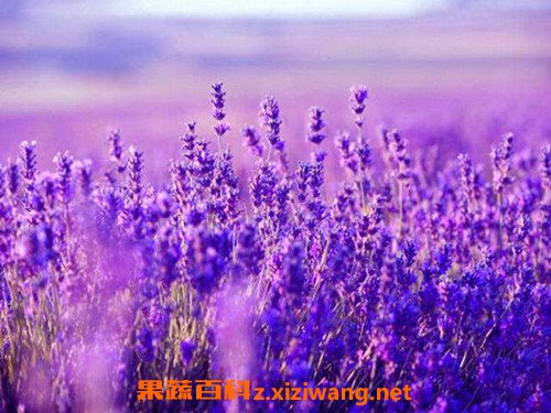 ޹�²�