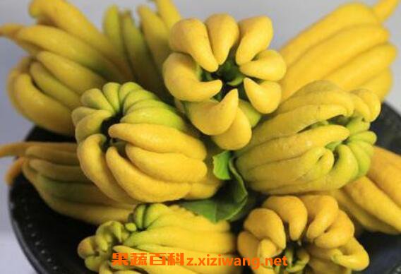 ���ָ̾��͵Ĺ�Ч������ ���ָ̾��͵Ľ���