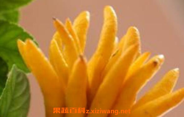 ���ָ̾�����ôʹ�� ���ָ̾��͵�ʹ�ý̳�