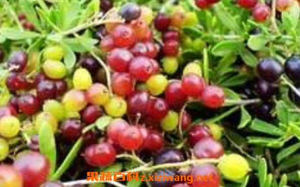 �����ӵ�ҩ�ü�ֵ �Ժ����ӵĺô�
