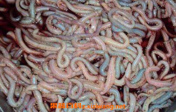 �����Ӫ����ֵ�빦Ч