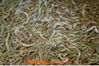 ɳ�ϵ�ҩ�ü�ֵ ɳ��ʲô�˲��ܳ�