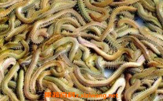 ɳ�ϵ�ҩ�ü�ֵ ɳ��ʲô�˲��ܳ�