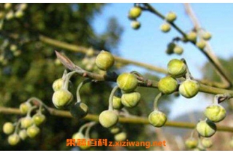 ľ���ӵĹ�Ч������ ľ���ӵĸ�����