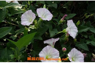 ���뻨����ʳ�� ���뻨��ʳ�÷���