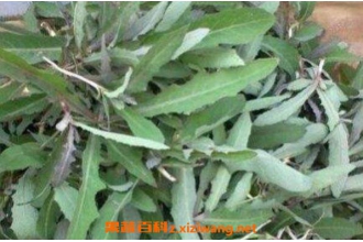 �̽��˵Ĺ�Ч������ �̽����и�������