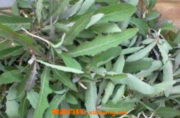 �̽��˵Ĺ�Ч������ �̽����и�������