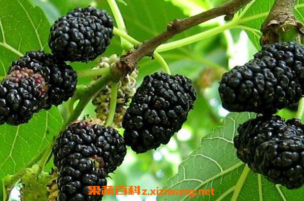 ���ӳԺ�����Щ�ô� �����ӵĹ�Ч������