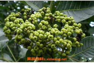 �����ǵĹ�Ч������ �����ǵĸ�����