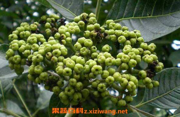 �����ǵĹ�Ч������ �����ǵĸ�����