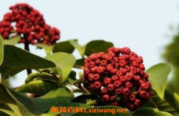 �����ǵĹ�Ч������ �����ǵĸ�����