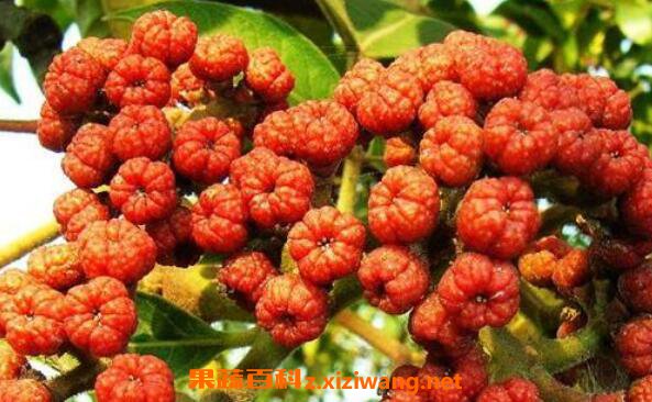 �����Ǻ�ɽ���ǵ�����