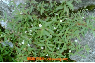 ������ī����ϴͷ �����ݰ�ˮϴͷ�Ĺ�Ч