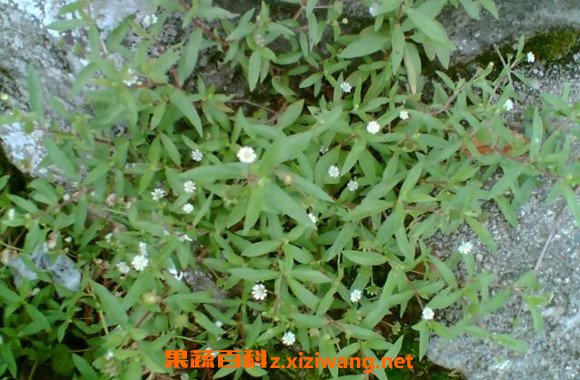 怎样用墨旱莲洗头旱莲草熬水洗头的功效 中药知识 做法 功效与作用 营养价值www Asqxzs Com 怎样用墨旱莲洗头旱莲草熬水洗头的功效 中药知识 做法 功效与作用 营养价值www Asqxzs Com