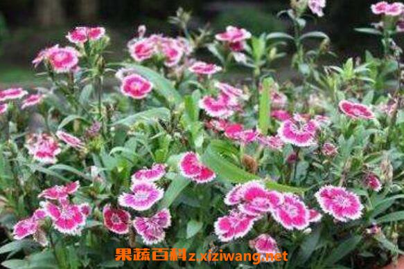 Ұ��ʯ��Ĺ�Ч������
