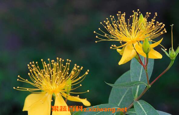 ��˿����ôǤ�� ��˿�������޼�