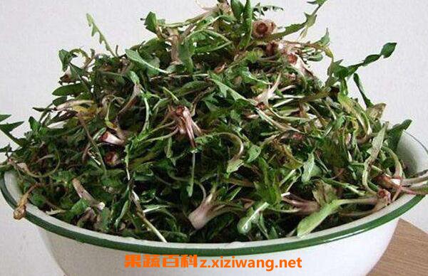 新鲜蒲公英要怎样泡水 新鲜蒲公英泡水的方法