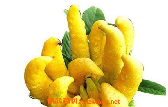 ���ָ���ˮ�ȵĹ�Ч������