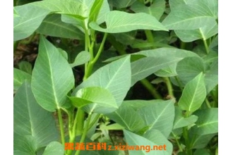 ˮ���Ĳ���ô�� ˮ���Ĳ˵���ֲ����