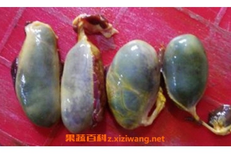 ����֭��Ĺ�Ч������ ����֭���ҩ�ü�ֵ