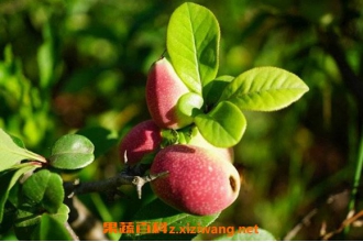 ëҶľ�ϵ�ҩ�ü�ֵ ëҶľ����ôʳ��