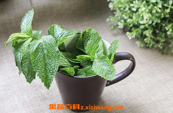 薄荷叶