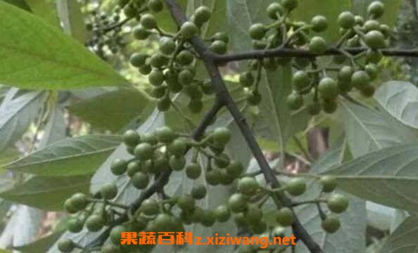 Ұ���ӵĹ�Ч������