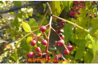 Ұ�����Ĺ�Ч������ Ұ������ҩ�ü�ֵ