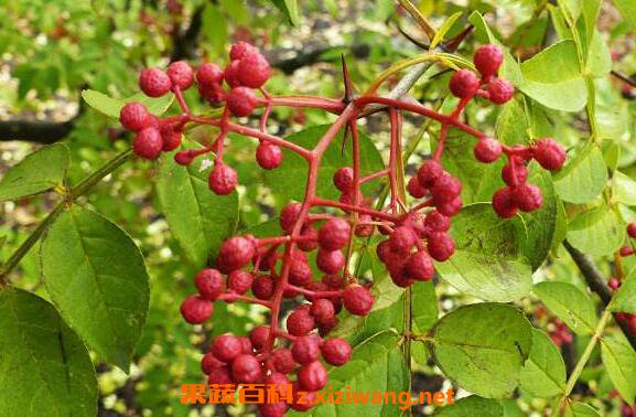 Ұ�����Ĺ�Ч������ Ұ������ҩ�ü�ֵ