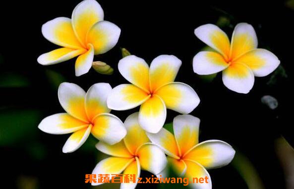 ���Ǽ�������ô�� ���Ǽ�������ʳ�÷���
