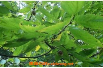 ɽ��÷�Ĺ�Ч������ ɽ��÷��ҩ�ü�ֵ