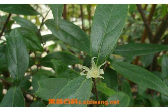 ɽ��÷Ҷ�Ĺ�Ч������ ɽ��÷Ҷ�ĸ����������