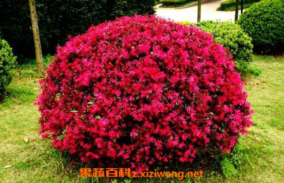 �컨��ľ�Ĺ�Ч������