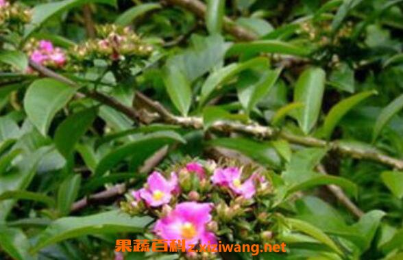 Ҷ�����ƵĹ�Ч������ Ҷ�����Ƶ���ֳ����