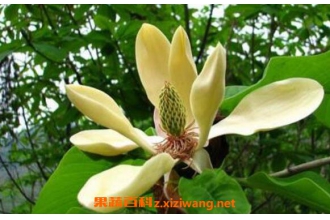 ���ӻ�����ӵ����� ���ӵĹ�Ч������
