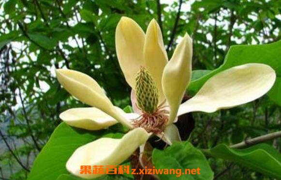 ���ӻ�����ӵ����� ���ӵĹ�Ч������