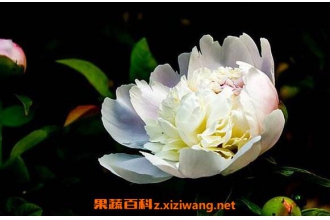 ����ҩ���Ĺ�Ч������ ����ҩ����ҩ�ü�ֵ