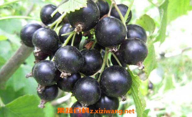 �ڼ��صĹ�Ч������ �Ժڼ��صĺô�