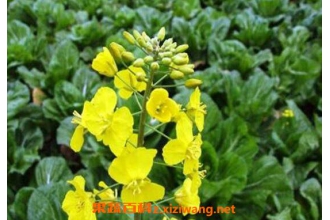���ҩ�Ĺ�Ч������ ���ҩ��ҩ�ü�ֵ