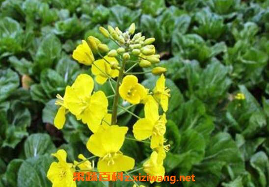 ���ҩ�Ĺ�Ч������ ���ҩ��ҩ�ü�ֵ