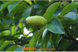 ëҶľ�ϵĹ�Ч������ ëҶľ�ϵ�ҩ�ü�ֵ