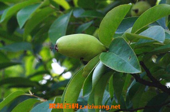 ëҶľ�ϵĹ�Ч������ ëҶľ�ϵ�ҩ�ü�ֵ